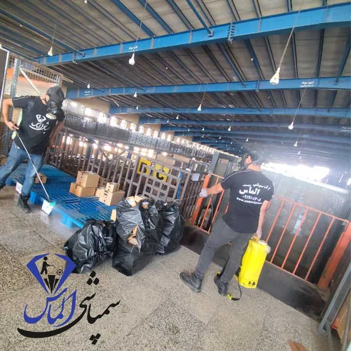 مشکل ساس در سرآسیاب ملارد