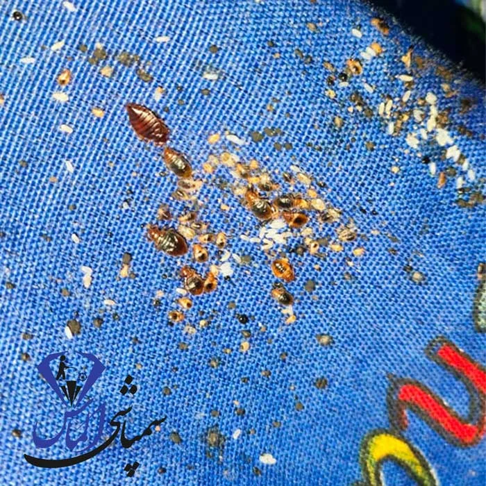 ساس‌ها از کجا می‌آیند؟