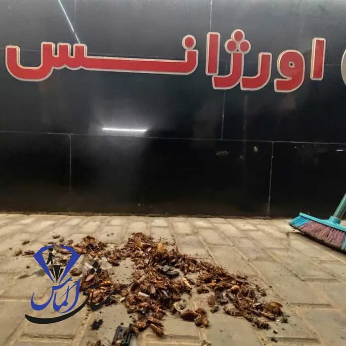 کنترل ساس در سرآسیاب ملارد