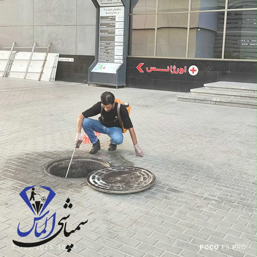 مبارزه با موش بزرگ نروژی