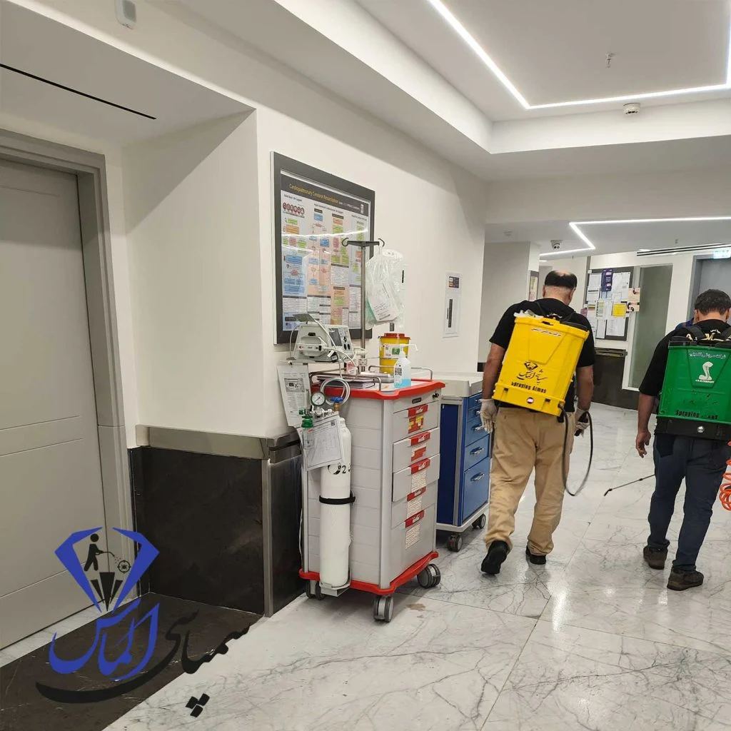 درباره سوسک ریز آلمانی