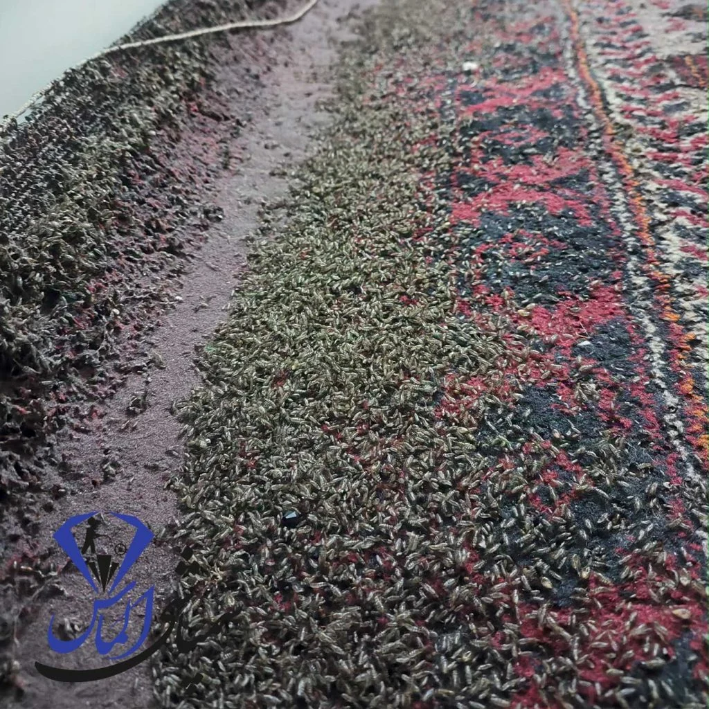 چطور جلوی تخم‌گذاری سوسک در آشپزخانه را بگیریم؟