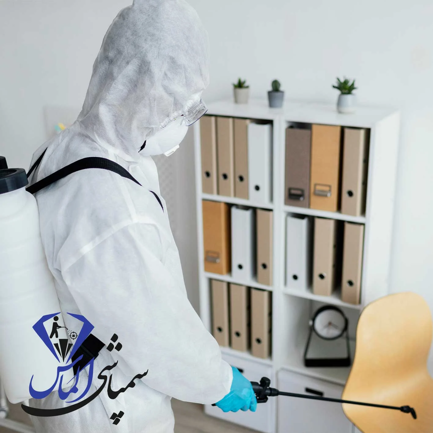 تخم سوسک چه شکلی است؟