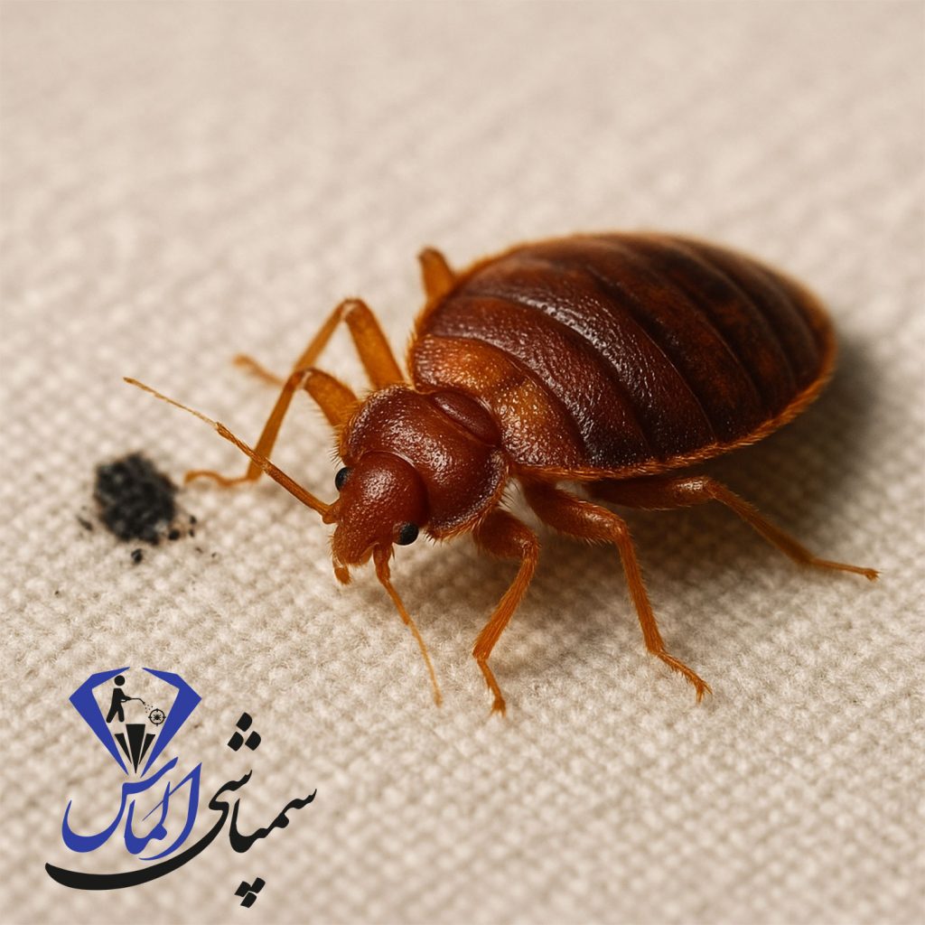 بخور برای ساس