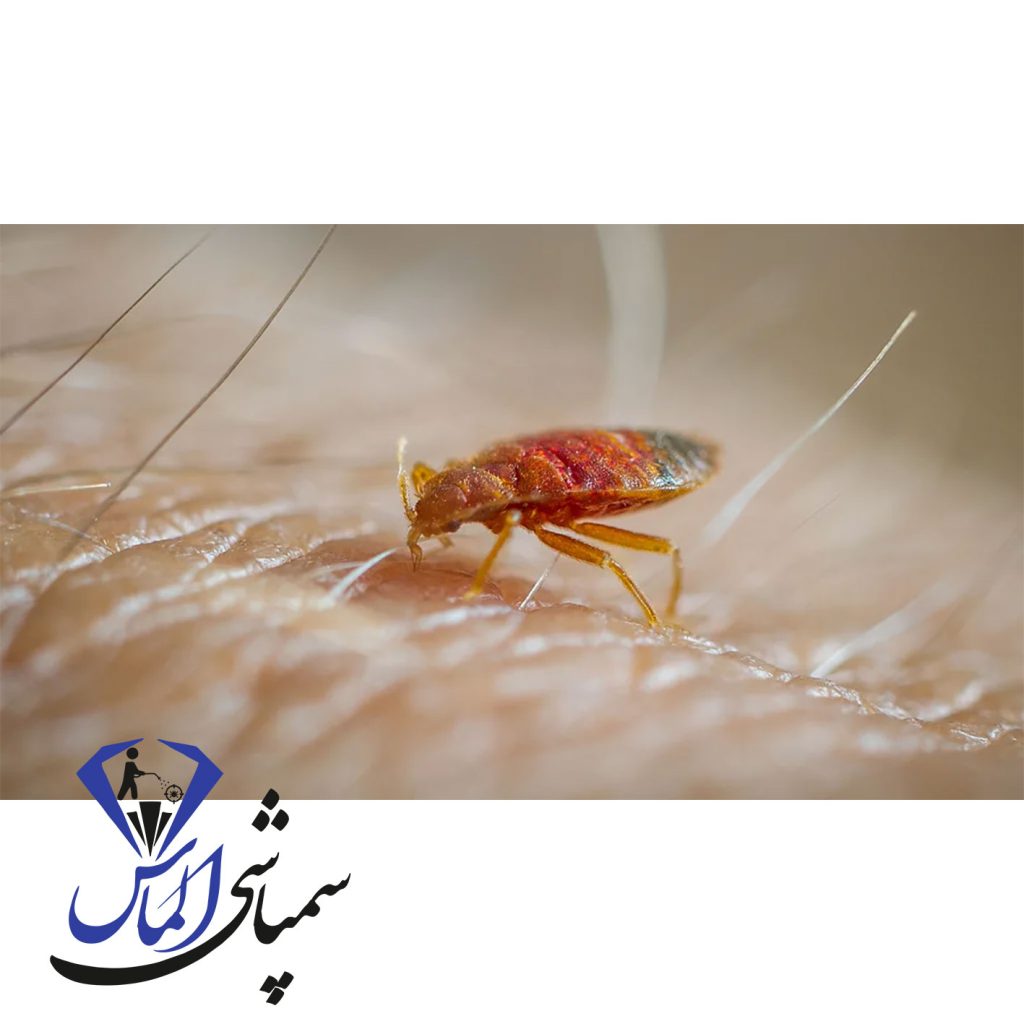 حرز برای دفع ساس