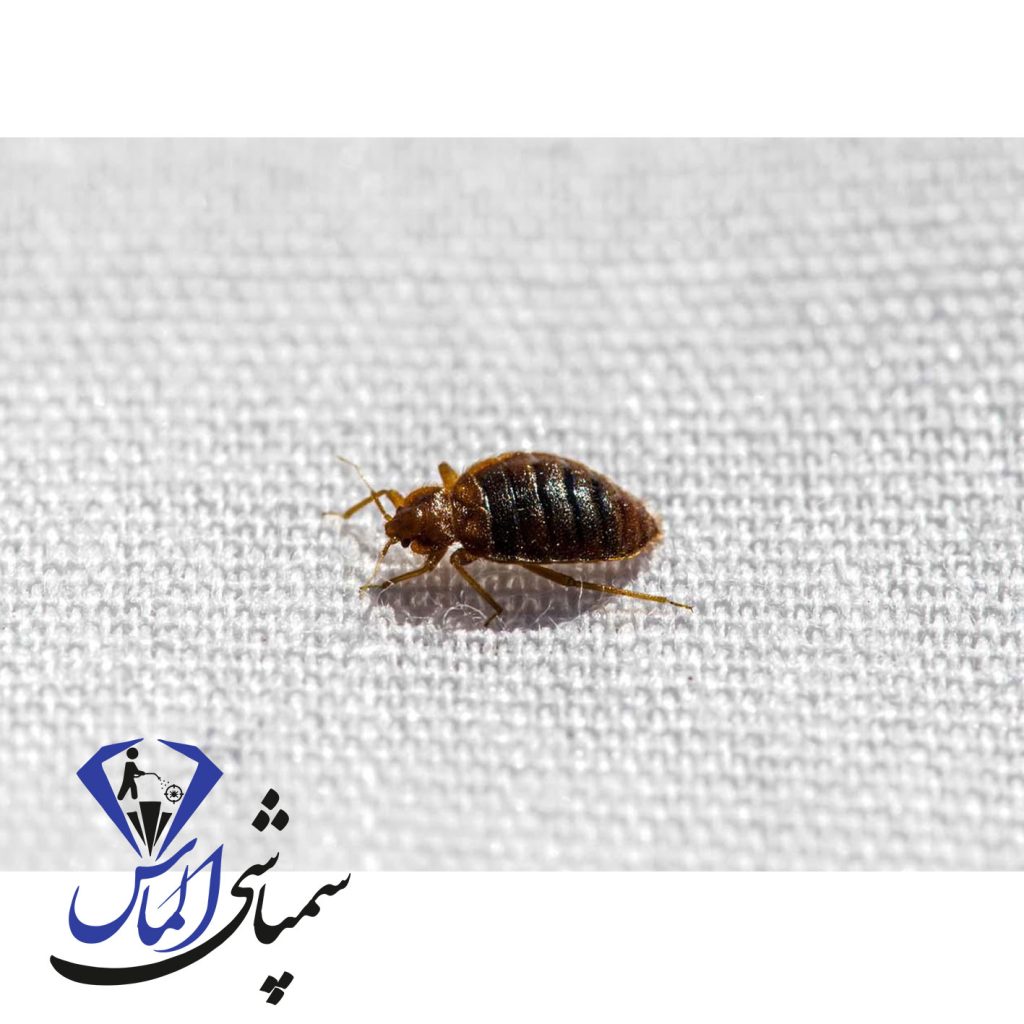 سوره برای رهایی از ساس