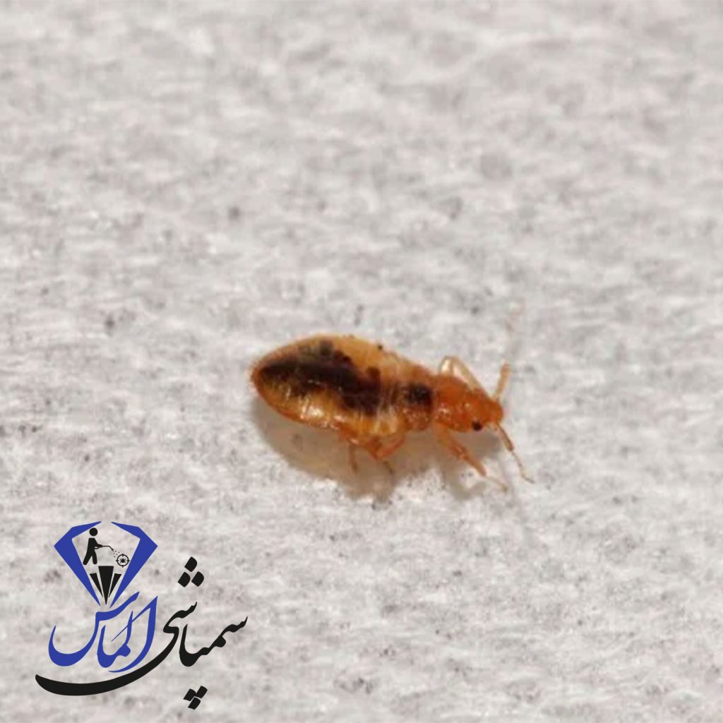 ساس از کجا میاد؟