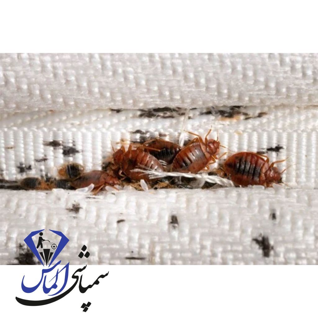 شرکت سمپاشی ساس شرق تهران