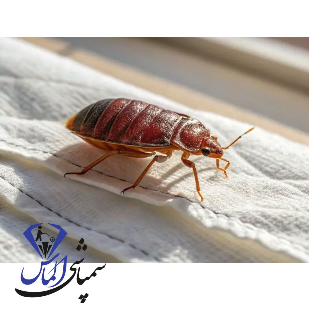 دعای مجرب برای ساس